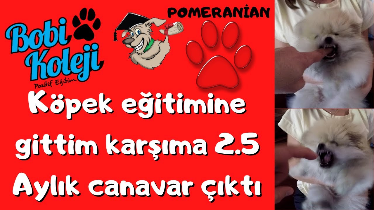 EVDE KÖPEK EĞİTİMİ NASIL VERİLİR? HİÇ DEN İNANILMAZA YAVRU POMERANİAN EĞİTİMİ.
