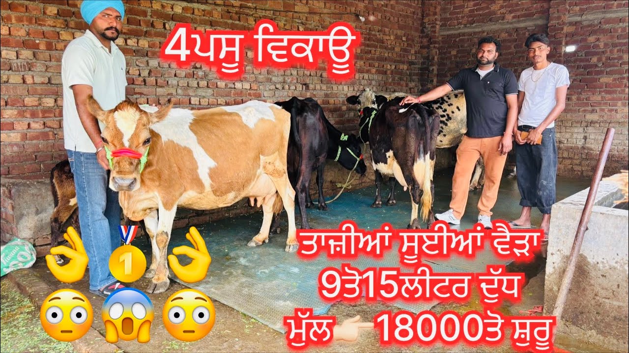 February 27, 2026 📞+91 734-7053139☎️ #ਤਾਜੀਆ_ਸੂਈਆ #jarsicow #viralvideo #share #amritsarpunjab