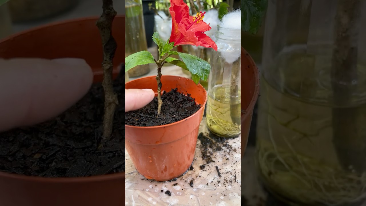 Укоренение стеблей гибискуса, китайской розы в ВОДЕ