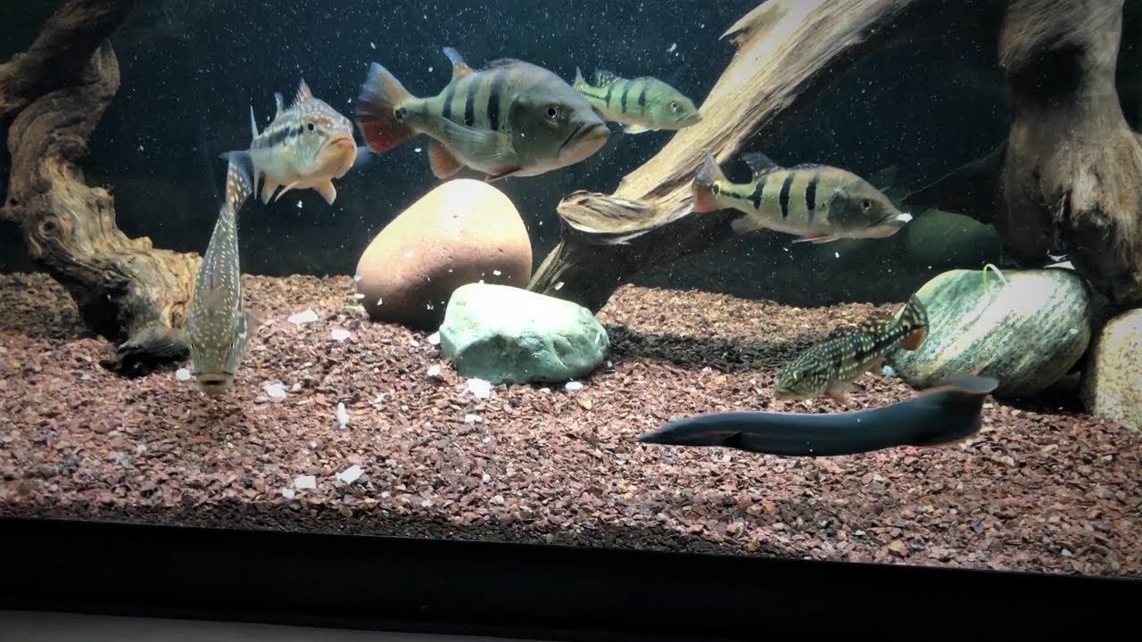 PEACOCK BASS 1 Year Growth Rate |  LIVE FEEDING