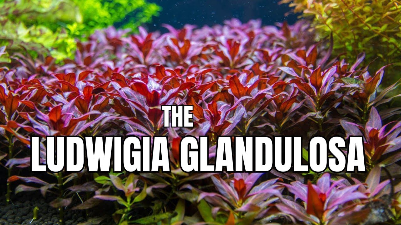 LUDWIGIA GLANDULOSA PLANT GUIDE | FOR BOTH BEGINNERS AS WELL AS EXPERIENCED FISH KEEPERS