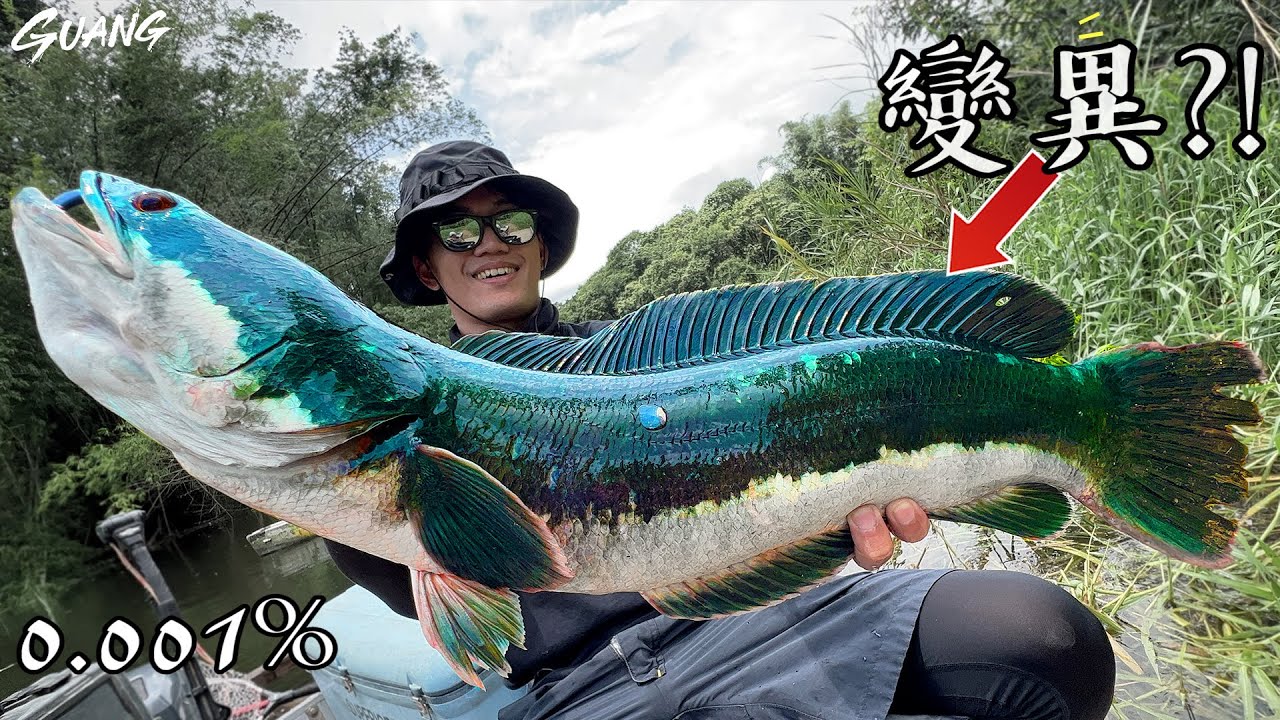 魚虎進化了？釣到【變種魚虎】這個機率有多少？