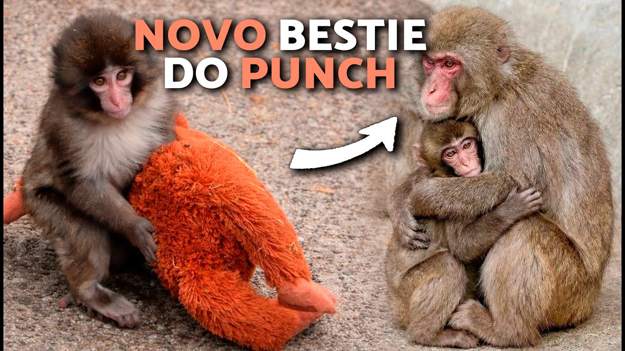 Atualiza&ccedil;&otilde;es do Macaco PUNCH (PETA, Oran-Mama e Aiko) 🐵💗 Macaco Punch Faz um Novo Amigo!