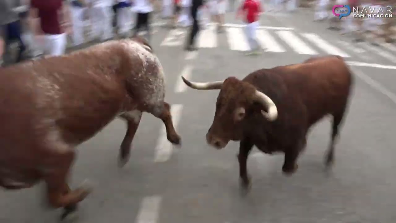 Encierro Tafalla 16-08-2022 // Ganadería Manuel Blázquez // Fiestas de Tafalla