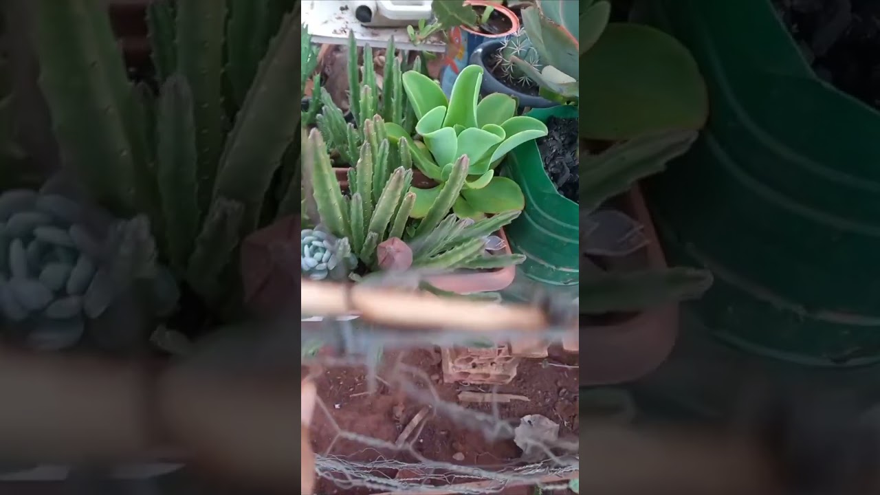 Meu cultivo rústico sem frescuras.