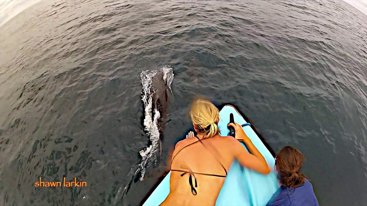 Hi Dolphins Costa Cetacea Media