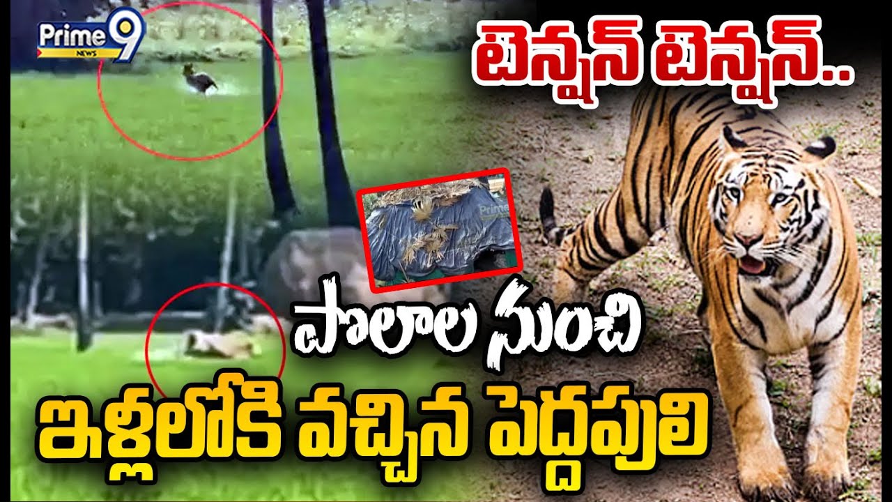 Rajahmundry Tiger Latest Updates Live 🔴: టెన్షన్ టెన్షన్.. పొలాల నుంచి ఇళ్లలోకి వచ్చిన పెద్దపులి