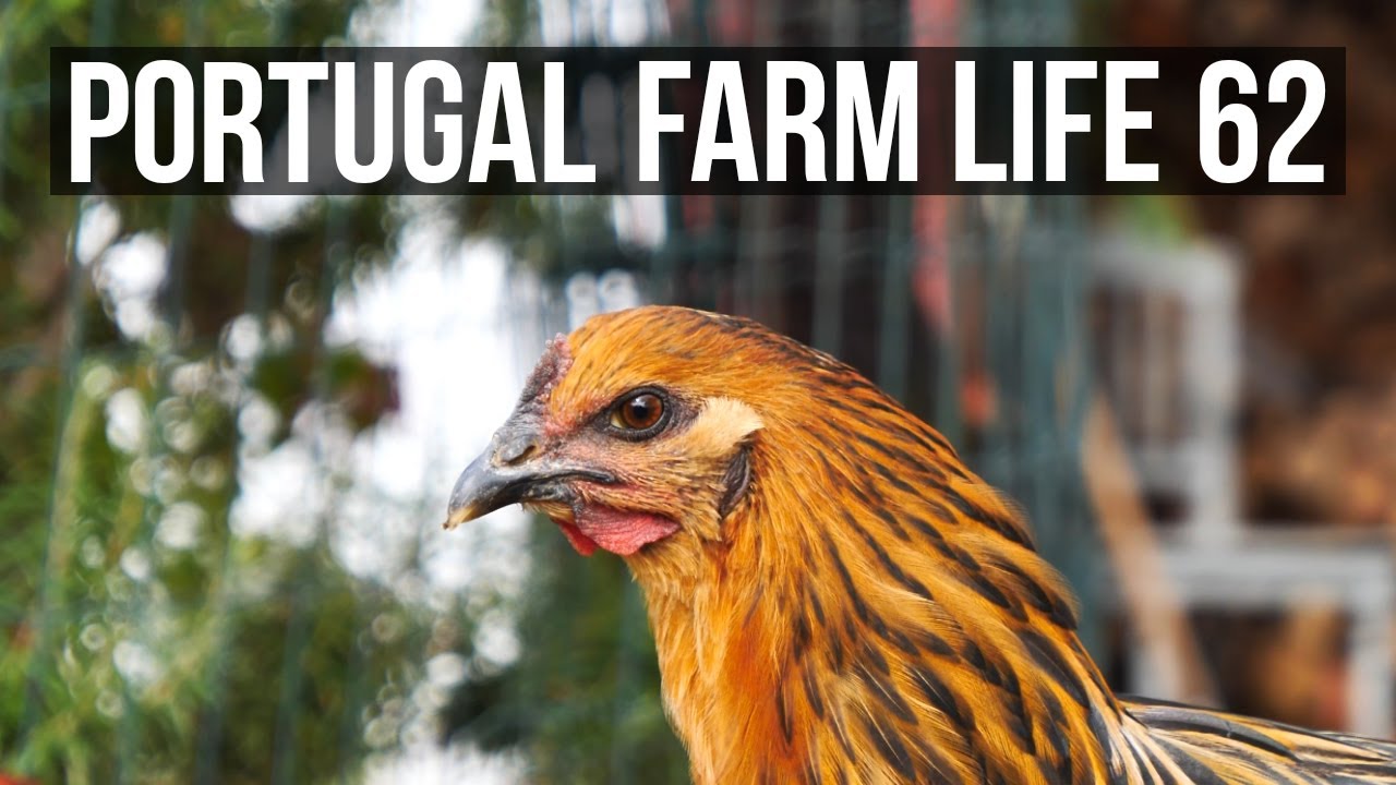 Portugal Farm Life 62 - Storms, Flooding and a spot of Beekeeping