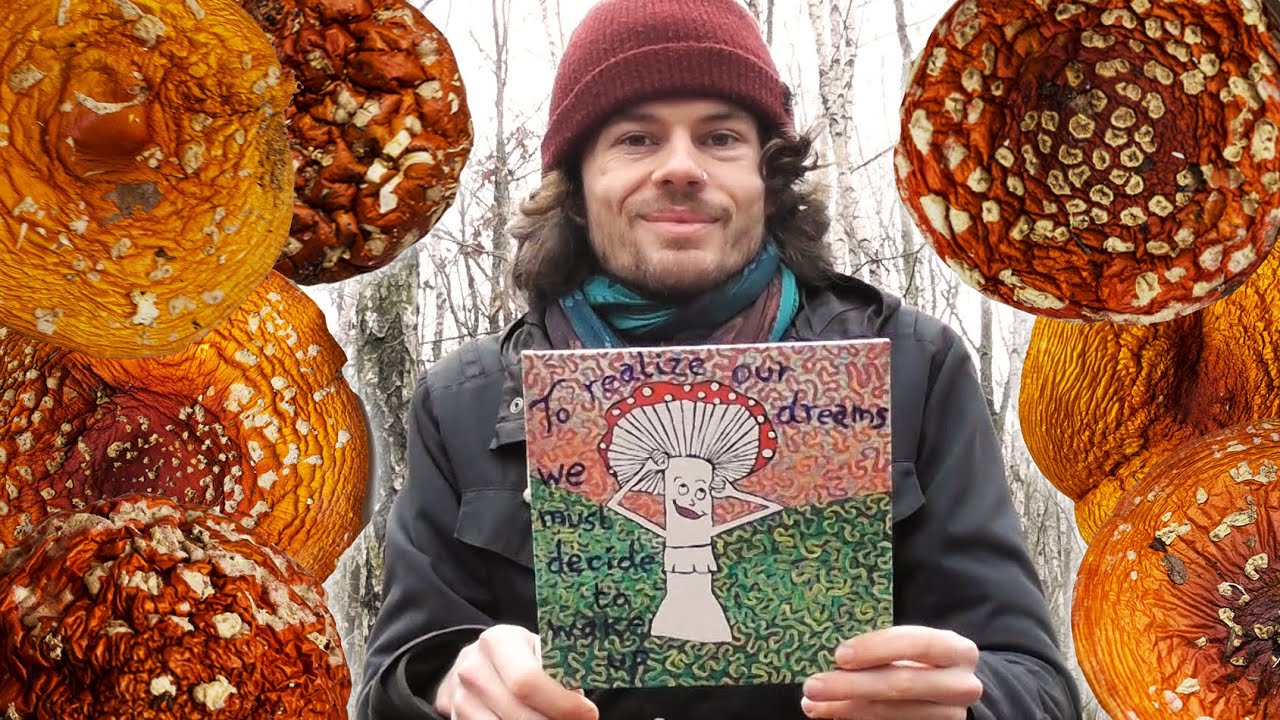 Fliegenpilz (Amanita Muscaria) - Inhaltsstoffe, Wirkung und Zubereitung
