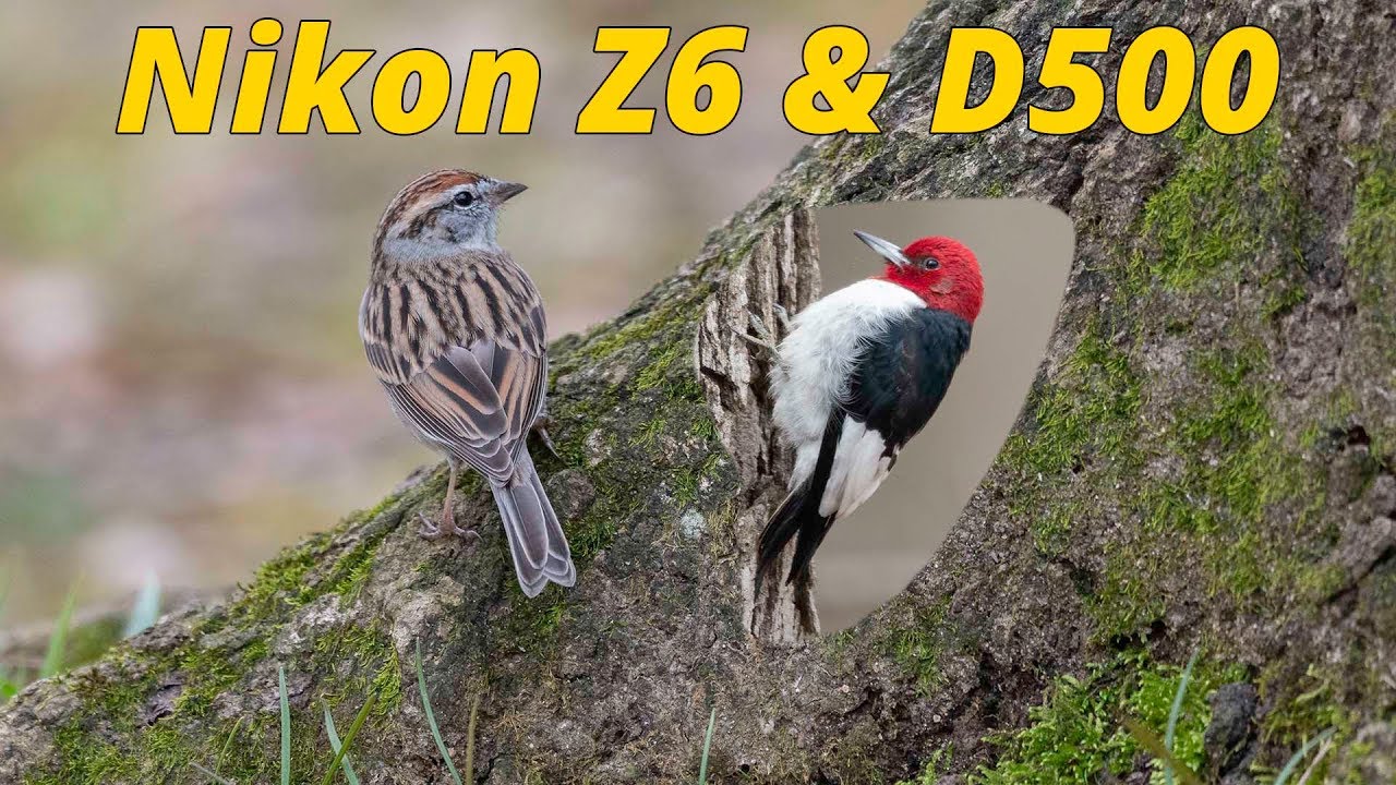 Nikon Z6 & D500 Birds at Harrison Bay State Park