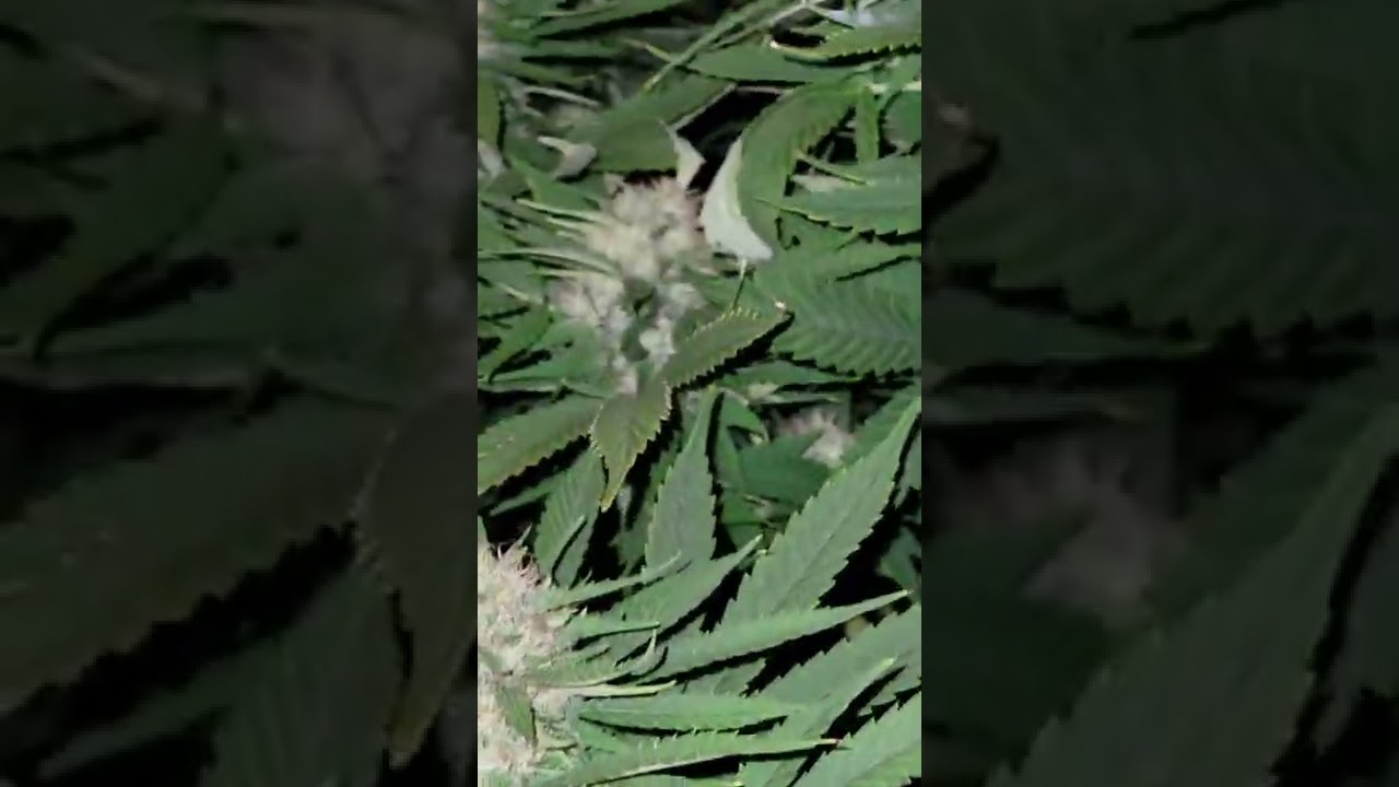 Night Video, cannabis outdoor bubblegum serious seeds week 4 flower heavy trichomes big colas