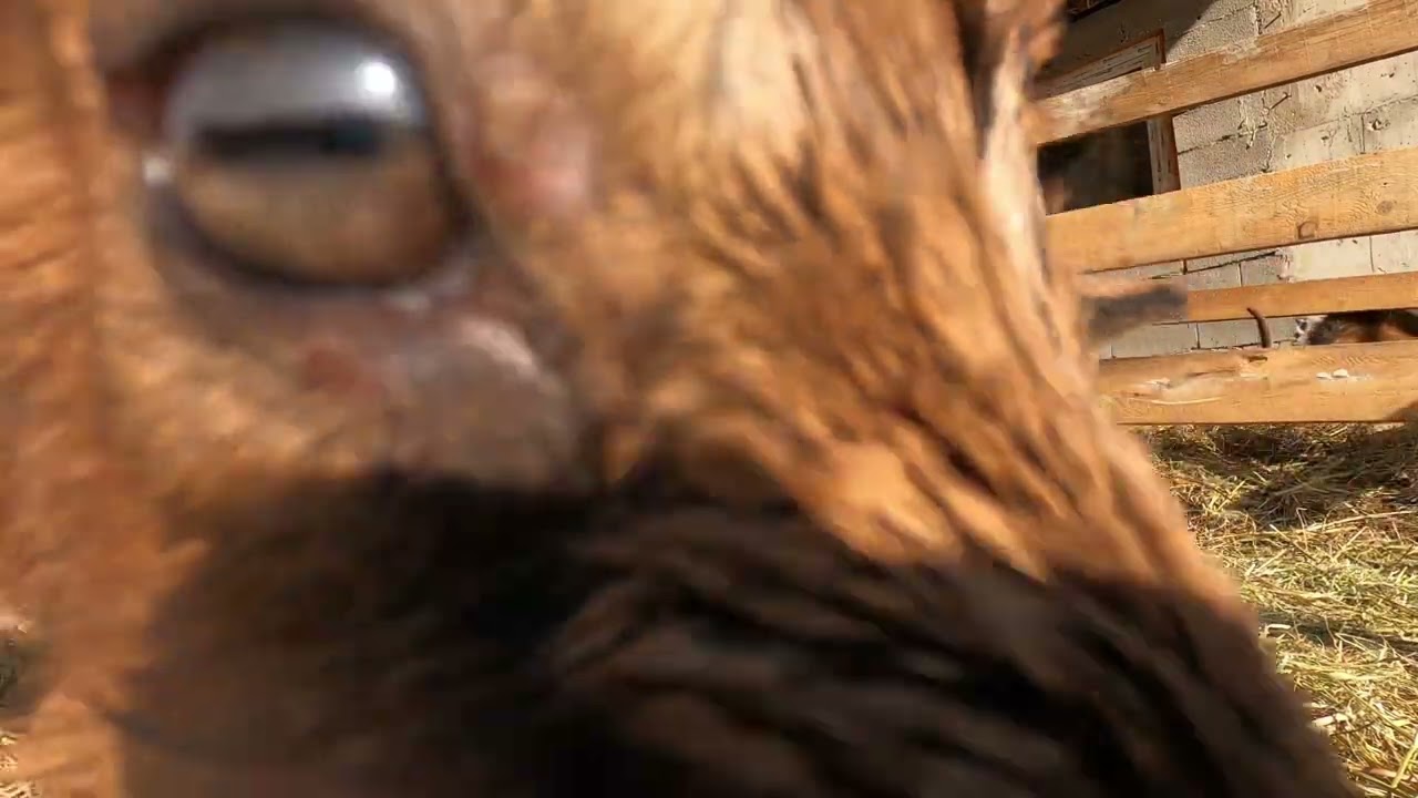O zi obisnuita in ferma noastra de capre, porci, prepelite si alte animale.