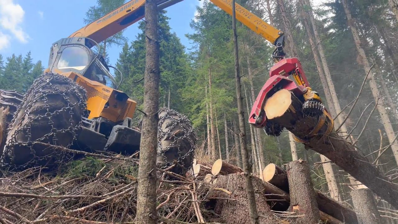 🌲 Forest Peg 🌲 Highlander & Woody H60 - MS 500i [ raccolta del legno ]