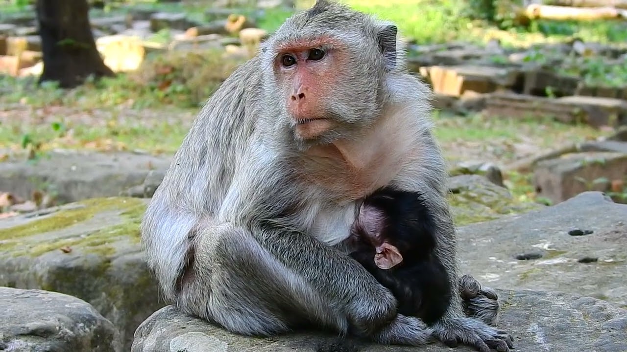 Old mom is feeding milk!