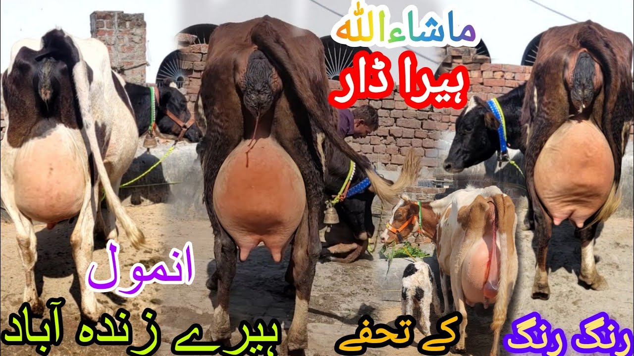 ماشاءاللہ ہیرا ڈار سیالکوٹ کی 7 خوبصورت سجر گائے برائےفروخت 3 مارچ 2026 HajiArfazChannel