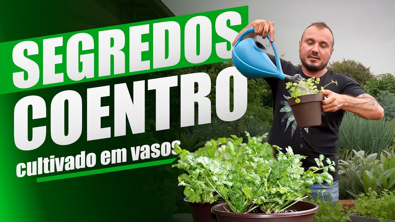 O Segredo para CULTIVAR COENTRO em VASO