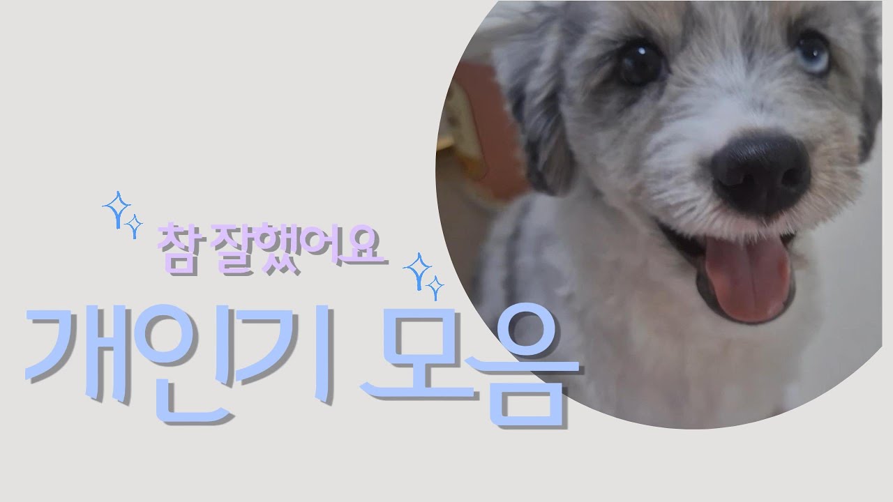 [오시두들 세인트] 성장한 세인이 개인기 모음