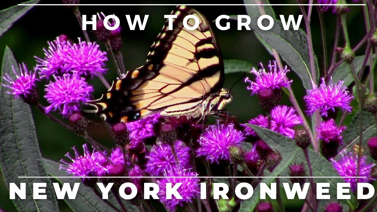 Complete Guide To New York Ironweed, Vernonia Noveboracensis