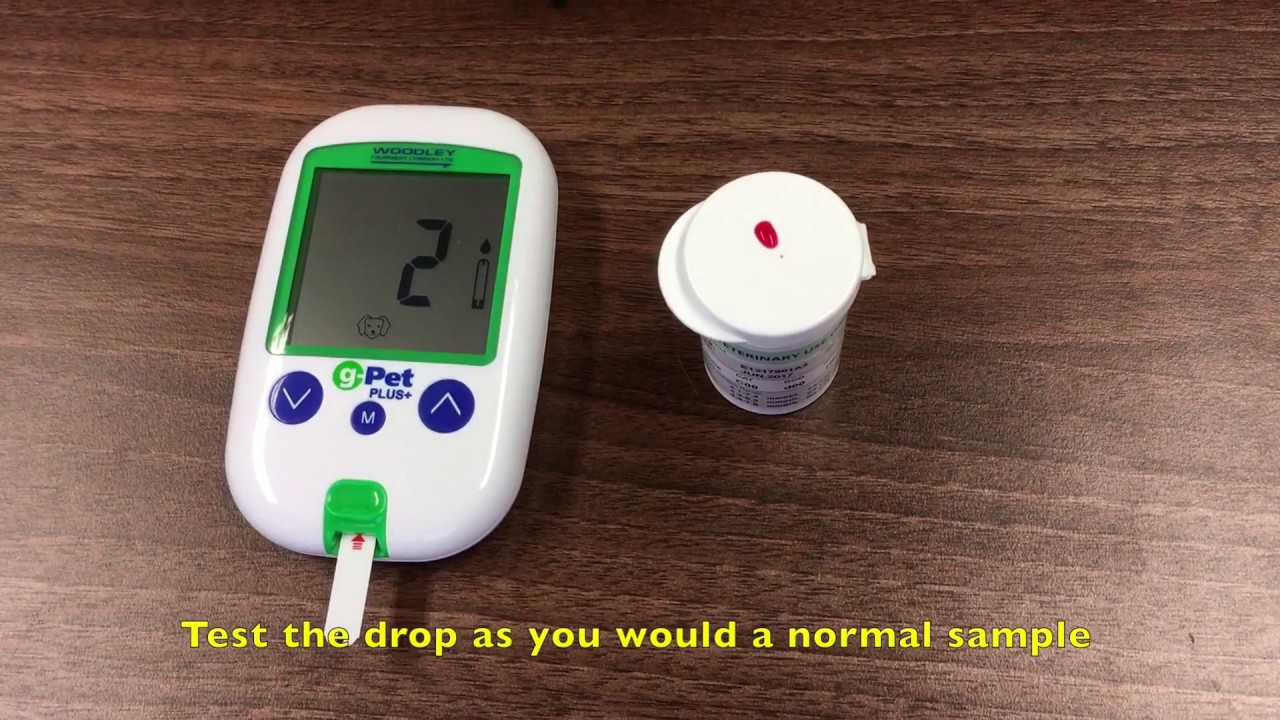 gPet Plus+
