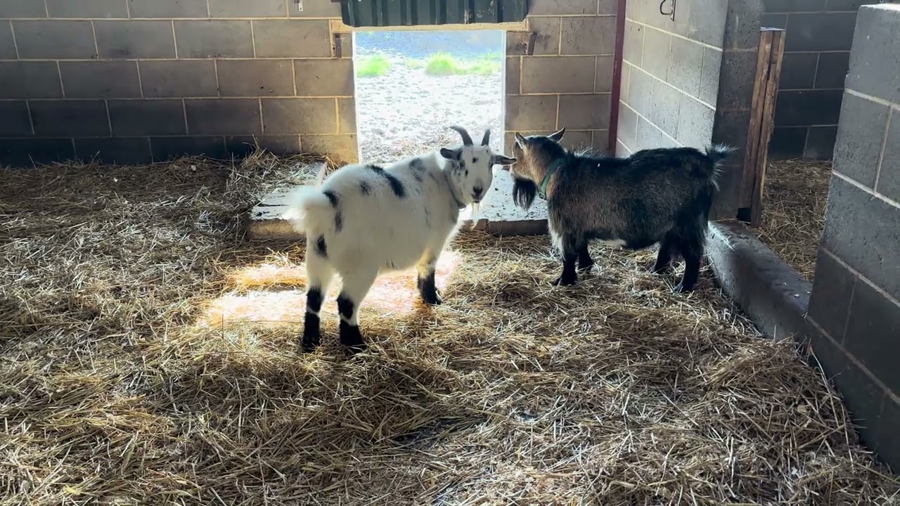 Goats Head butting each other Hall Farm Park 31/01/2026