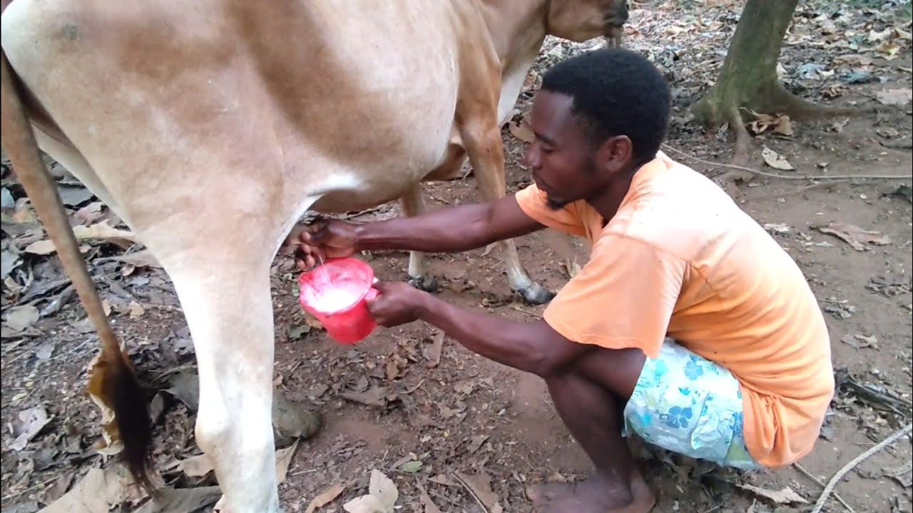 How cow milking in local Life 