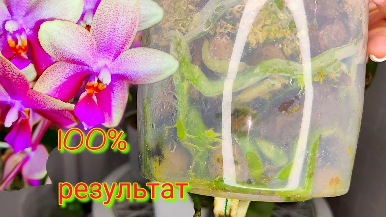 ВСЕГО 1 раз ПОЛИВАЮ,  а КОРНИ как БЕШЕНЫЕ НАРАСТАЮТ, Цветоносы ГРОЗДЯМИ у ОРХИДЕЙ