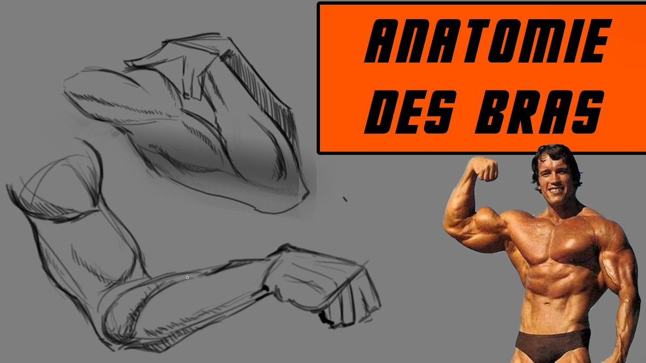 Apprendre l'anatomie du Bras !(Tips)
