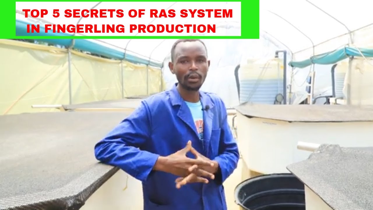 TOP 5 SECRETS OF RAS SYSTEM IN FINGERLING PRODUCTION