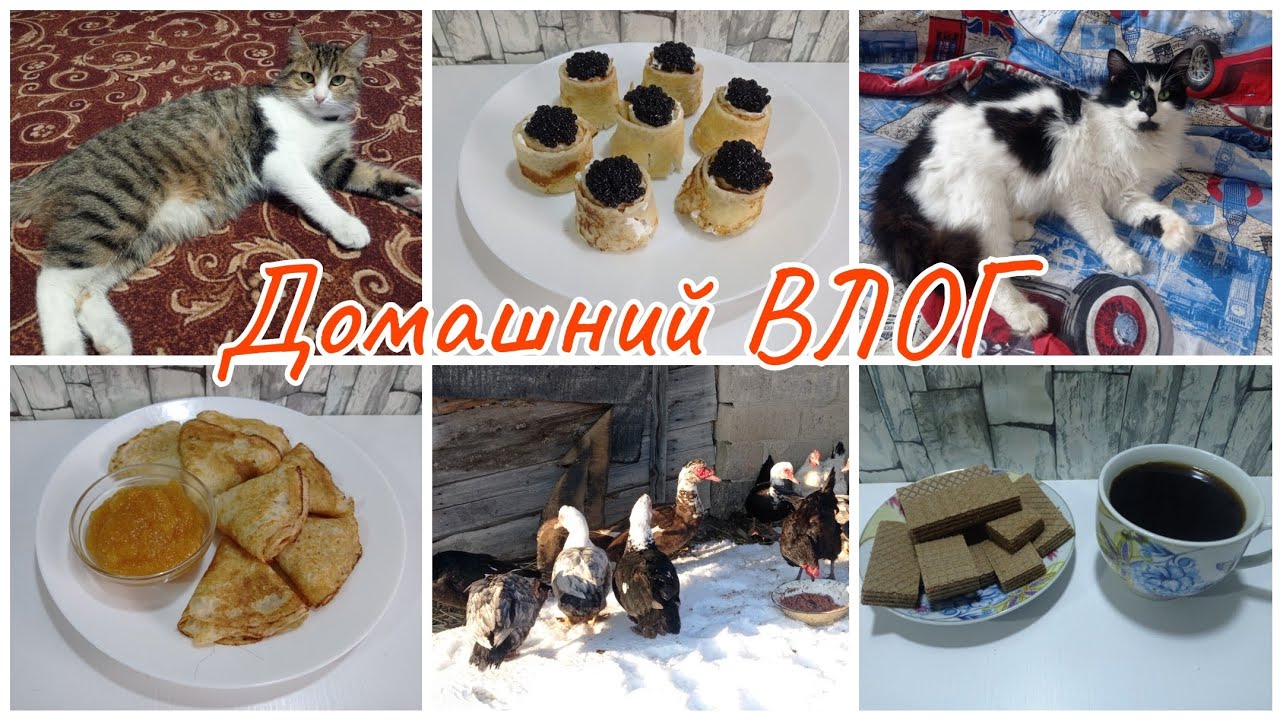 Домашний ВЛОГ. И снова зима. Собаки ищейки 🐶