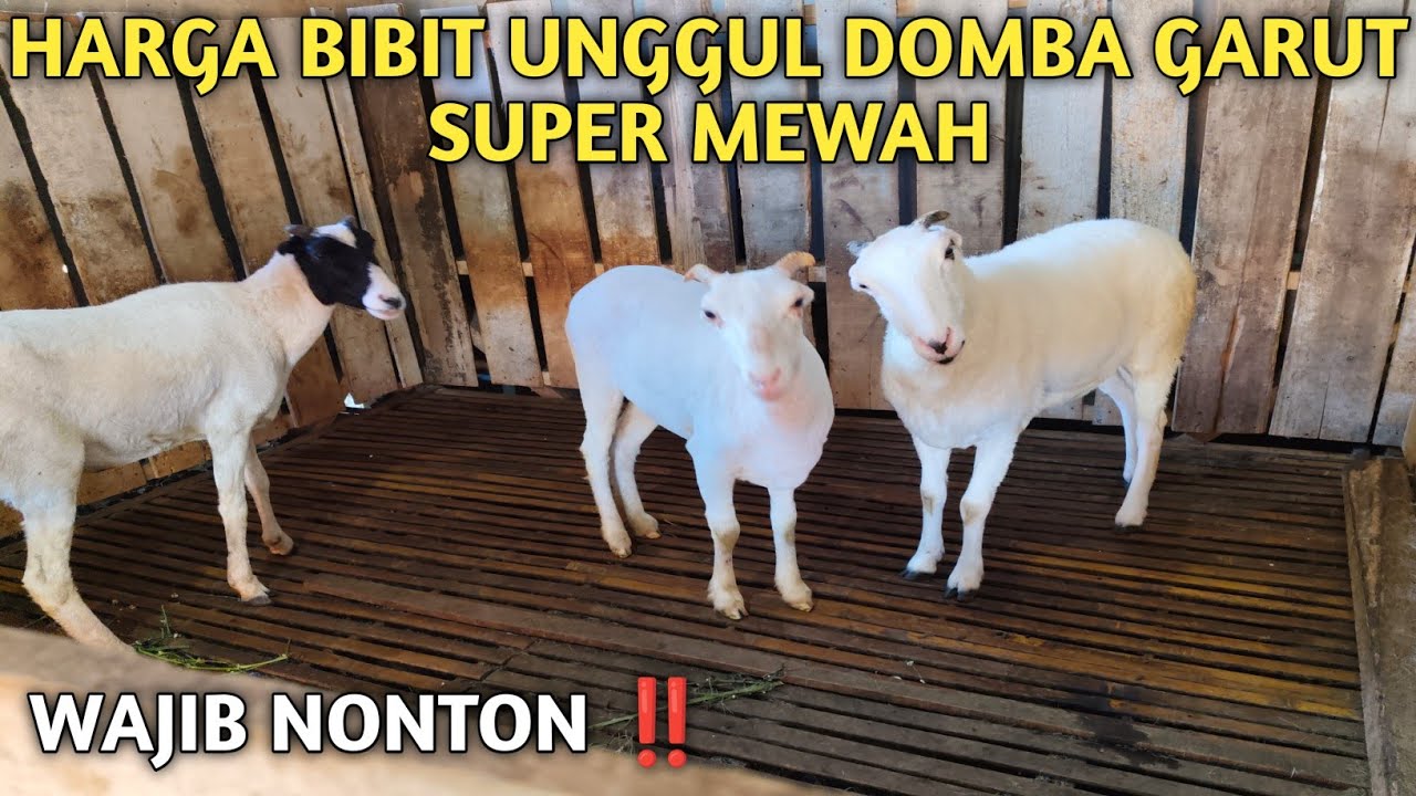 WAJIB NONTON ‼️HARGA DOMBA GARUT BIBIT UNGGUL SUPER MEWAH 