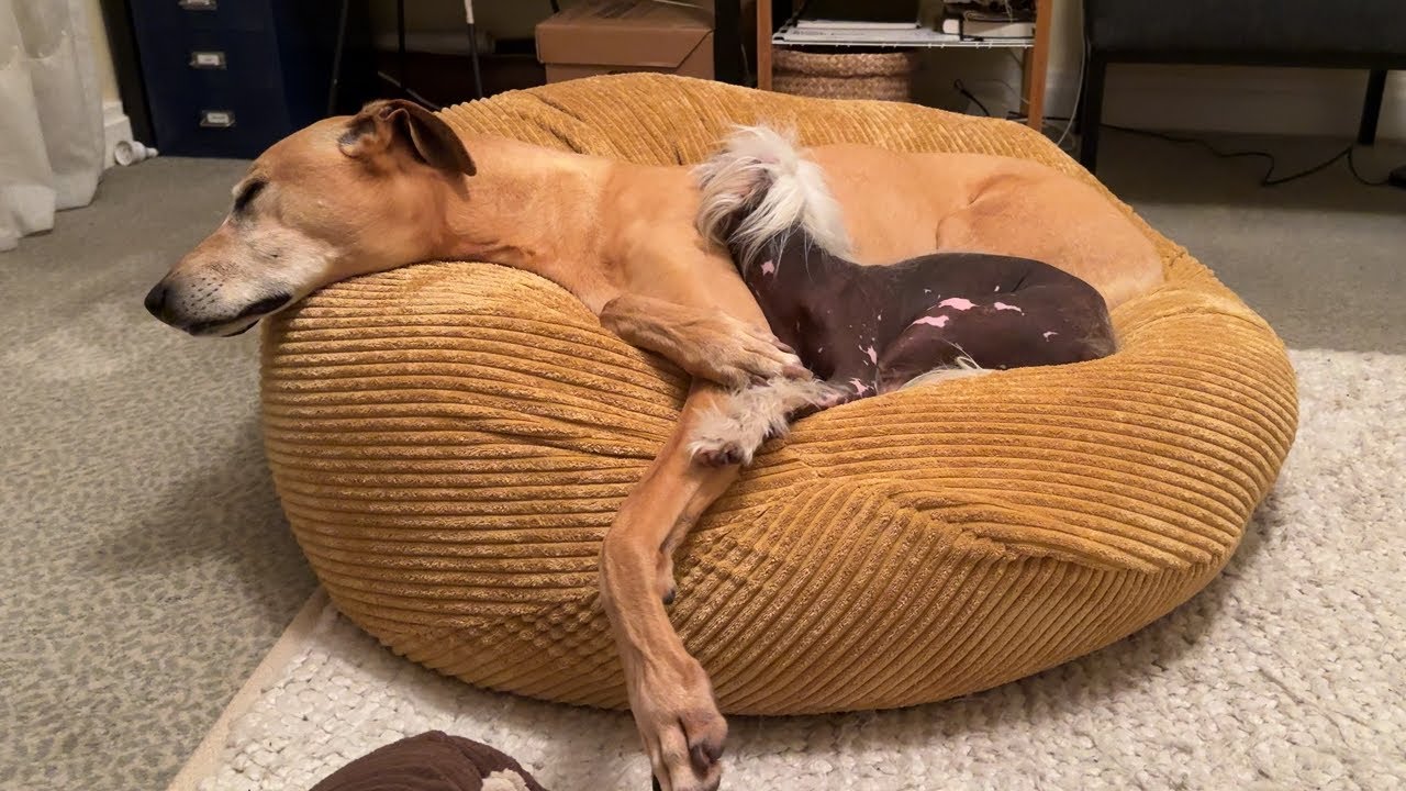 Dogflix 'n Chill – 21 🐶 🌶️