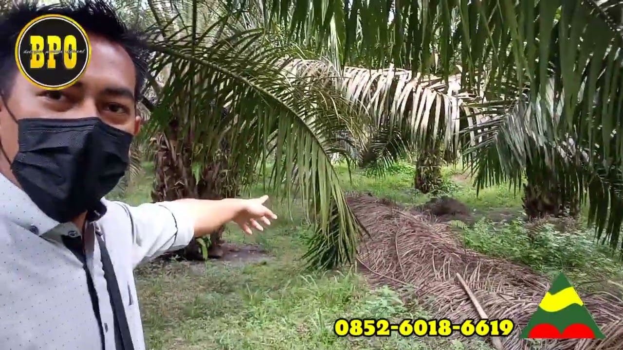 Sawit pola tanam 5x6 meter dan hasil produksi tetap stabil - basimbah tani - belajar peduli