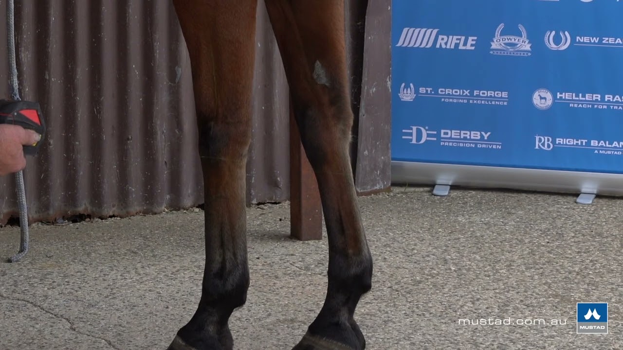 Master Clinic with Dean Lewis AWCF - Part 1 - Assessing the Horse