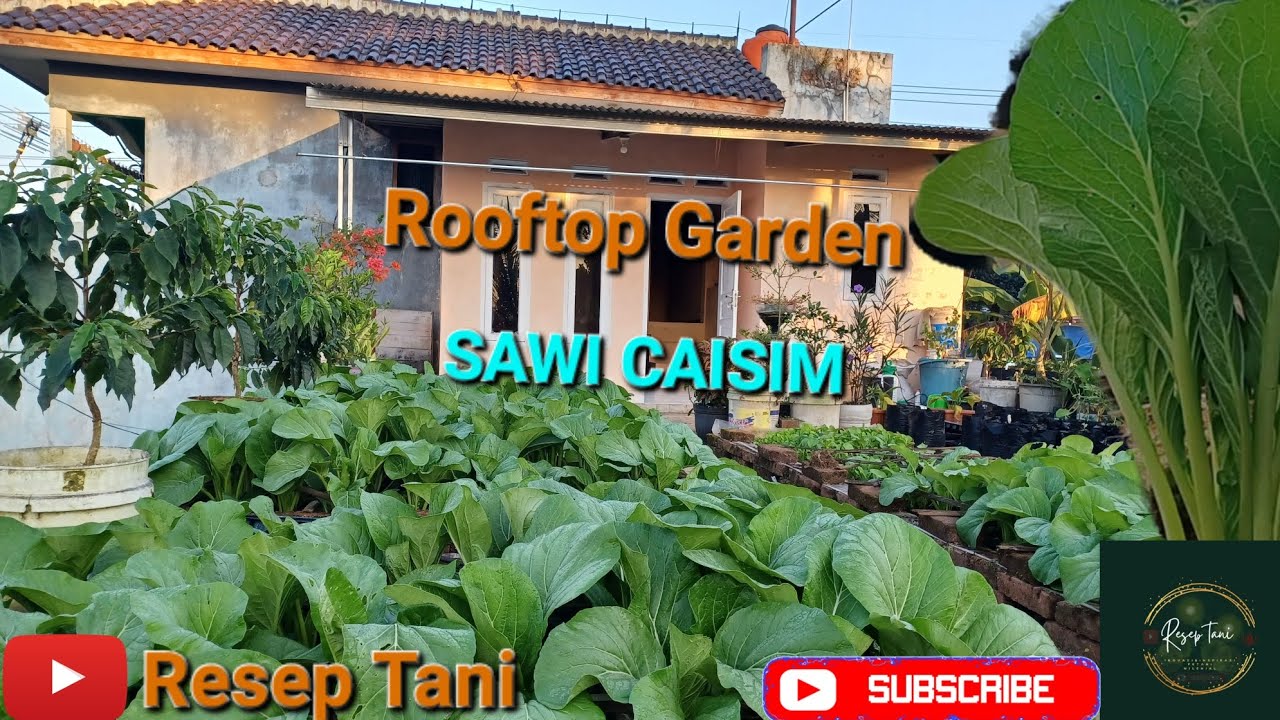 Berkebun sawi dirumah hasilkan rupiah 