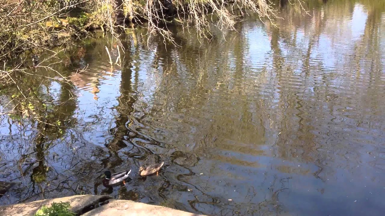 The duck pond cleveleys lancashire