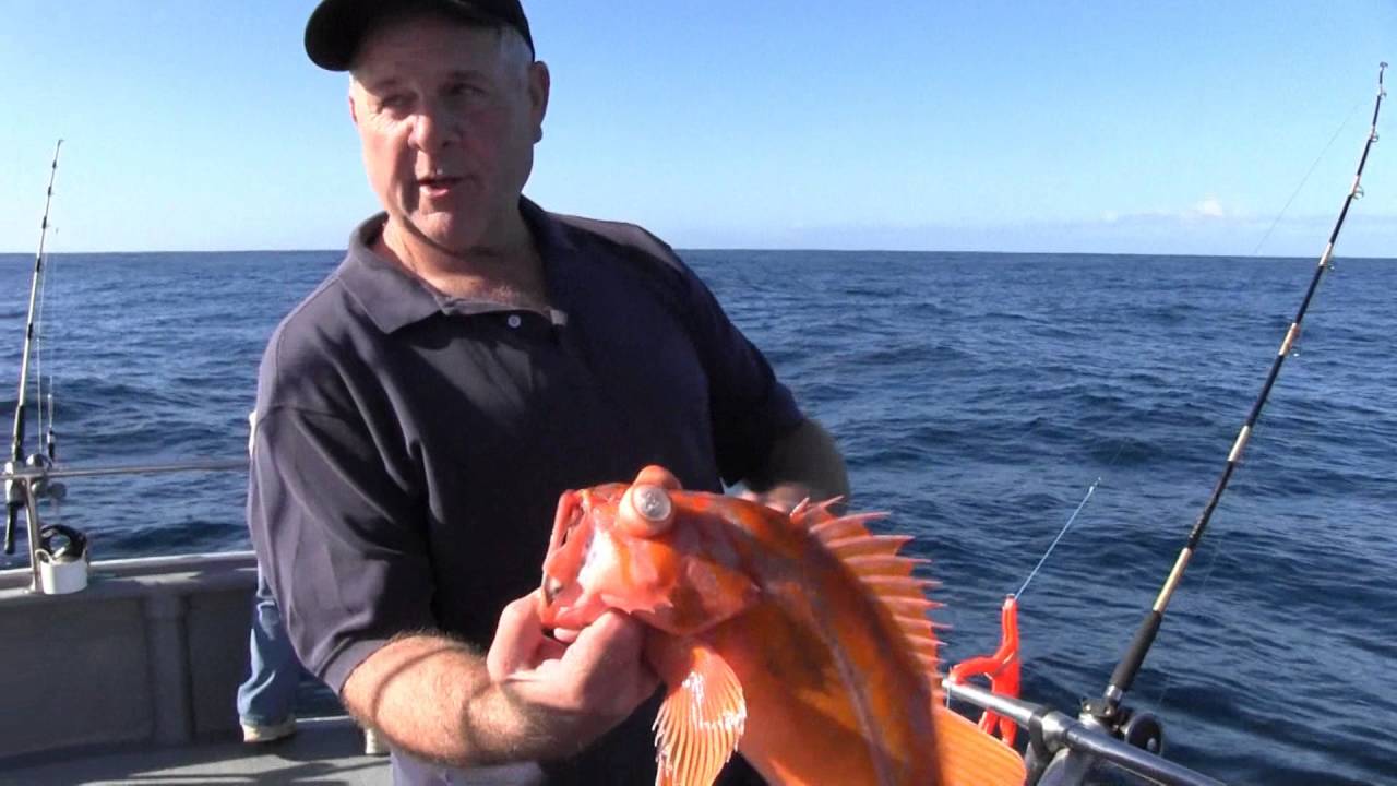 Rockfish Identification