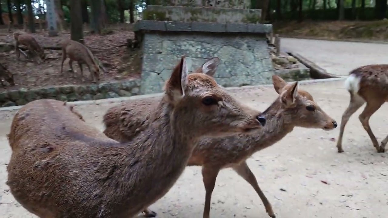 奈良の鹿