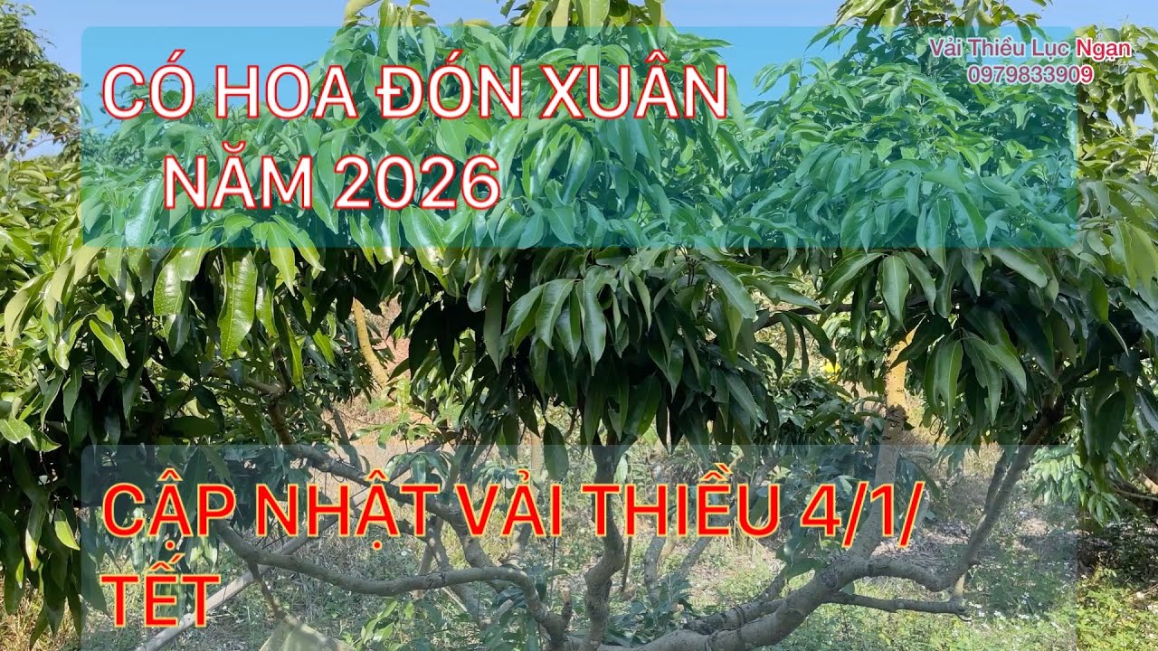 Cập Nhật Lại Vườn Vải Thiều Lục Ngạn