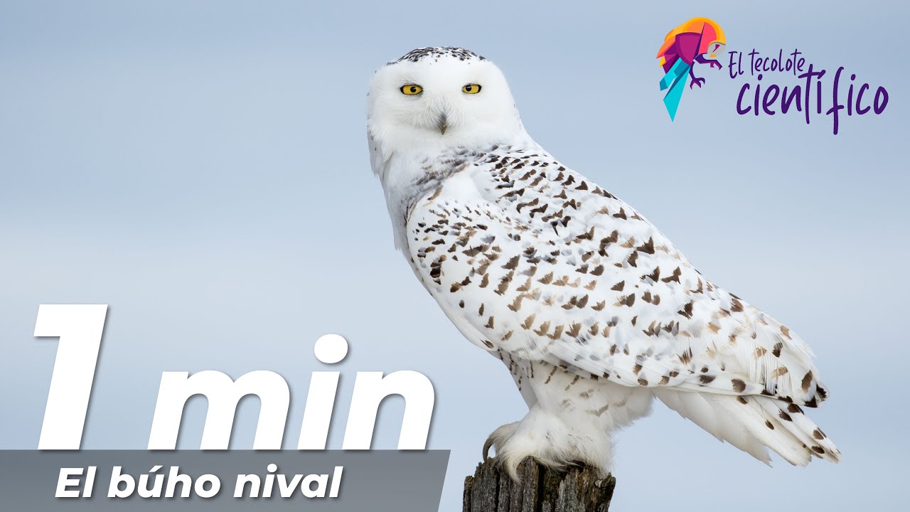 El b&uacute;ho nival (Bubo scandiacus) EN UN MINUTO