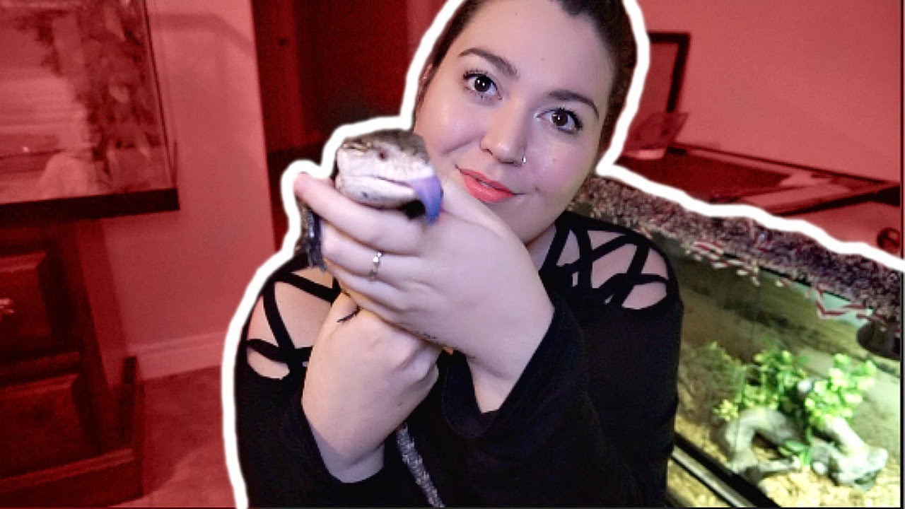 INDO BLUE TONGUE SKINK UNBOXING + 3 Month Update