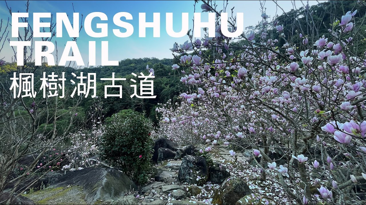 楓樹湖古道環走6km，新北木蘭花季湊熱鬧，銜接巴拉卡水管路、跤頭趺崙｜山上加美Lovely Hill