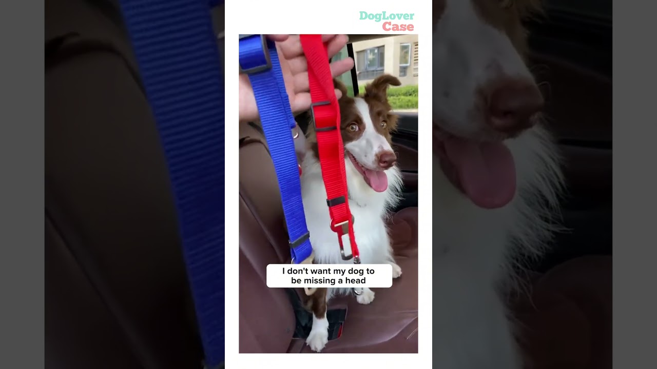 Seat belts for dogs when riding in cars #dog #doglover #seatbelt