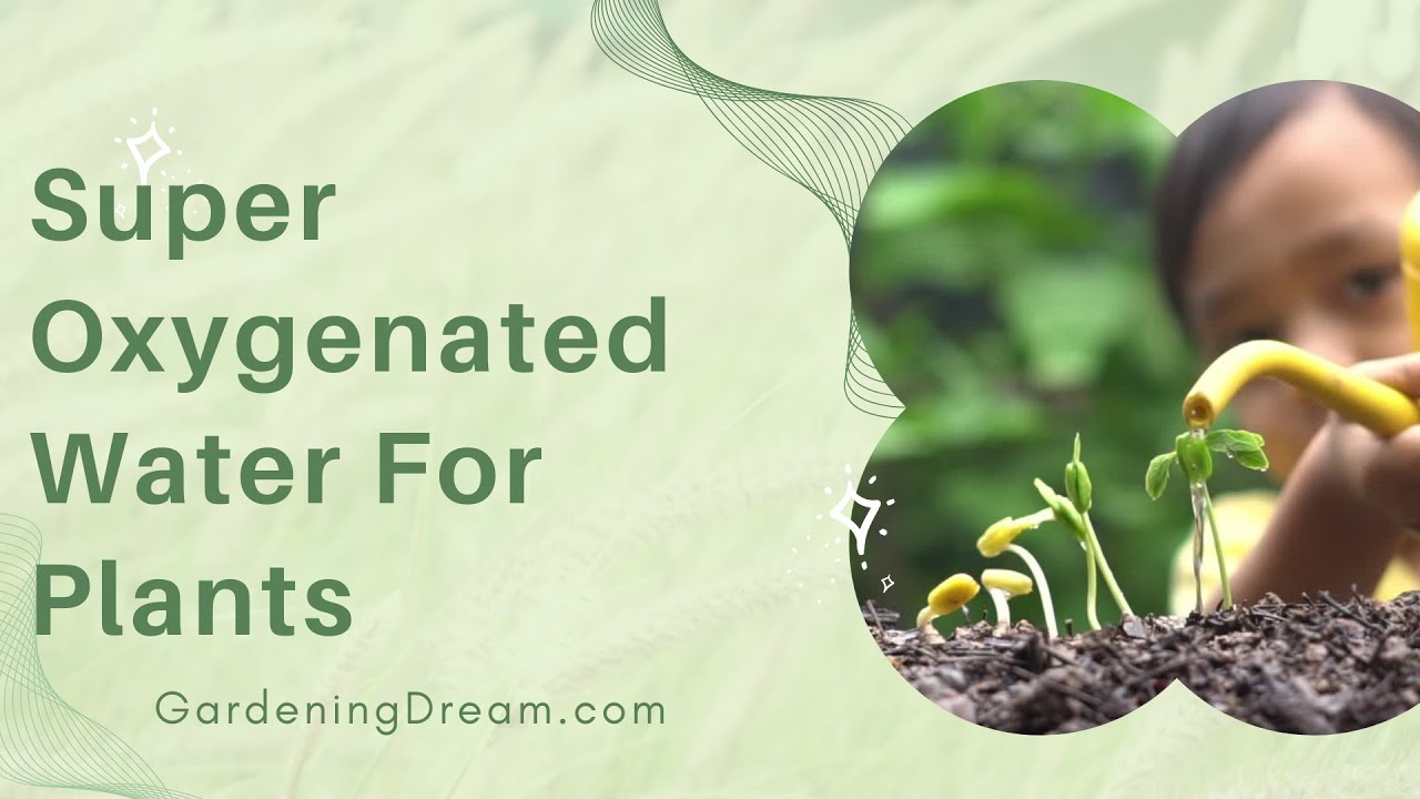 Super Oxygenated Water For Plants