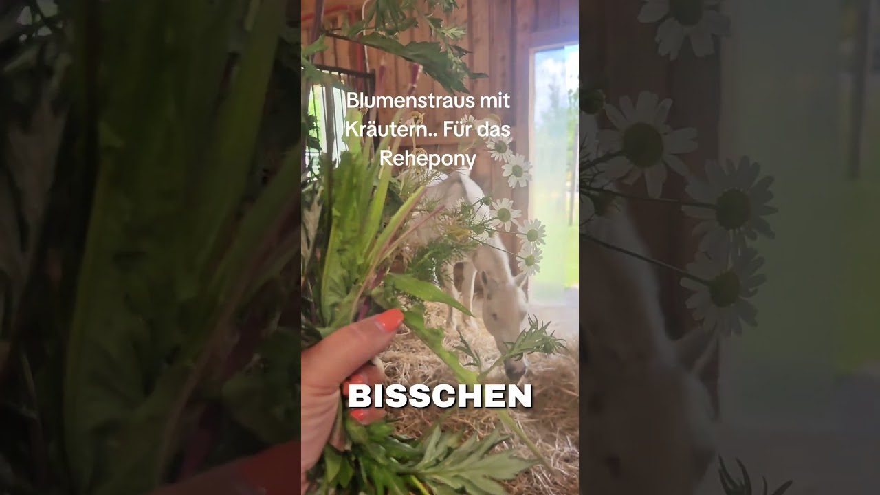 #rehepony #pferdekr&auml;uter #pferdecontent #pferde