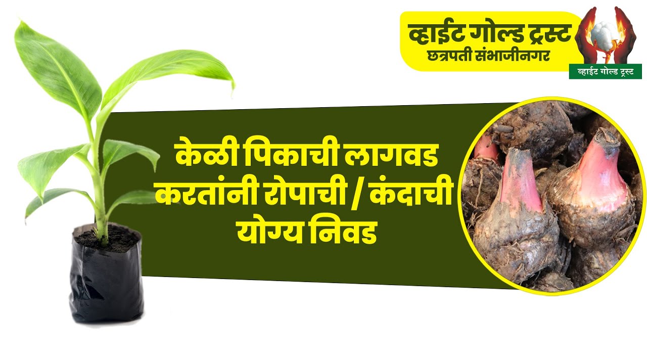 केळी पिकाची लागवड करतांनी रोपाची / कंदाची योग्य निवड | श्री निलेश बढे सर #केळी  #शेती #agriculture