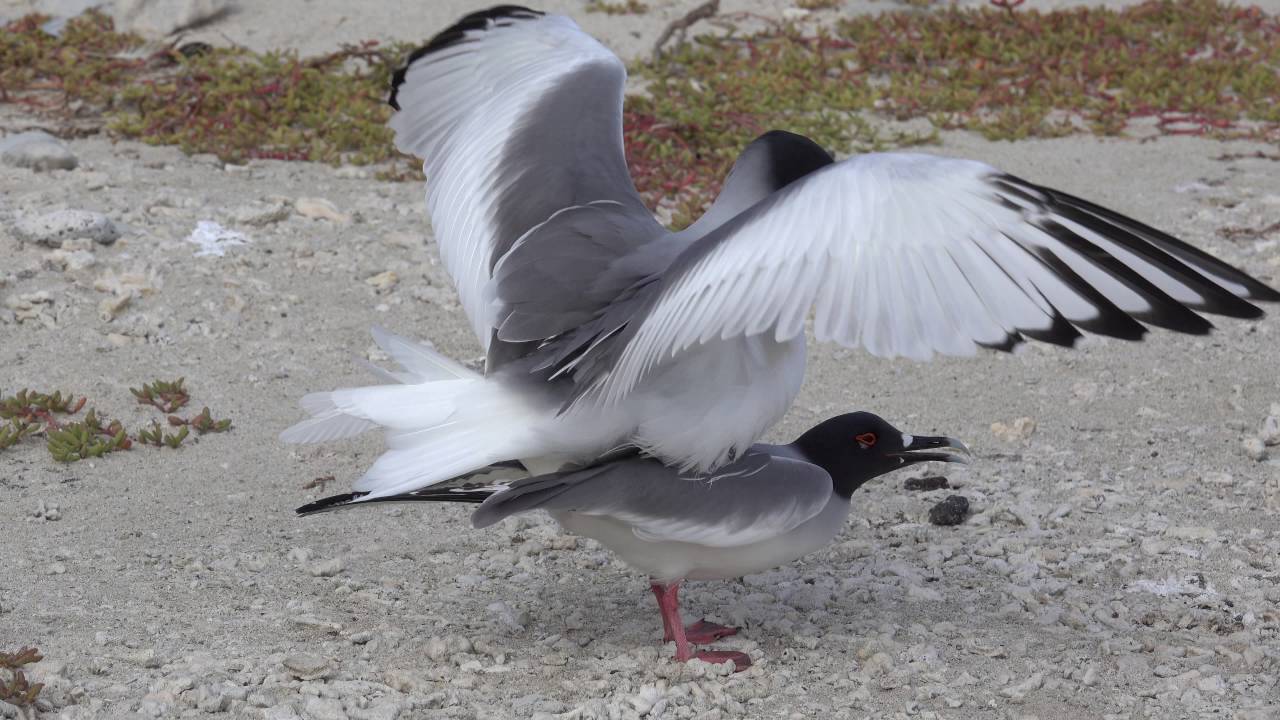 Swallow-tailed Gull Courtship and Mating