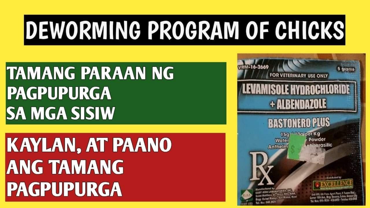 PAG-AALAGA NG SISIW(PAANO AT KAILAN PWEDE MAG PURGA NG MGA SISIW)(DEWORMING PROGRAM OF CHICKS)