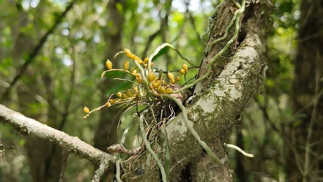 Orchidaceae, Campylocentrum grisebachii Cogn. e Rodriguezia decora (Lem.) Rchb.f. com frutos.