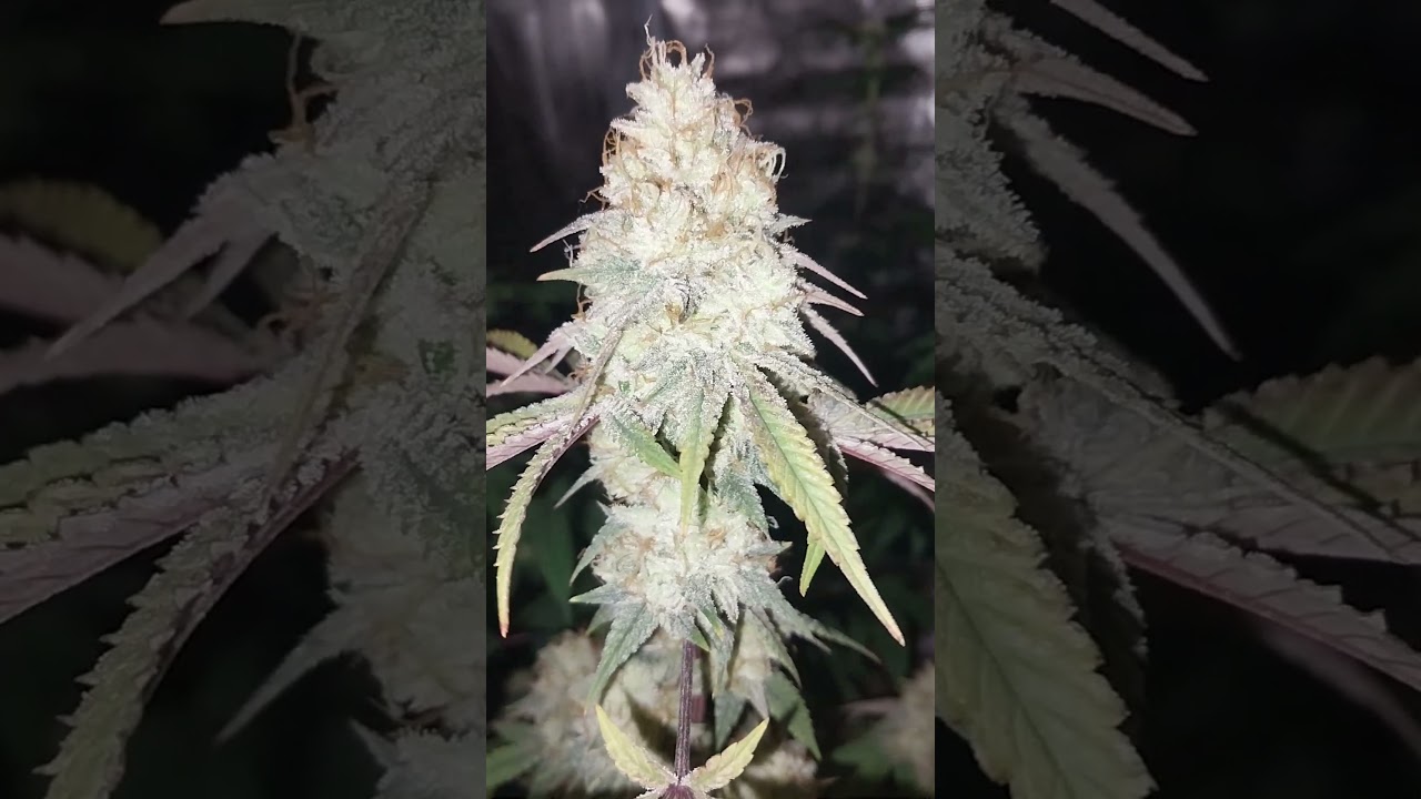 Buds Eye View