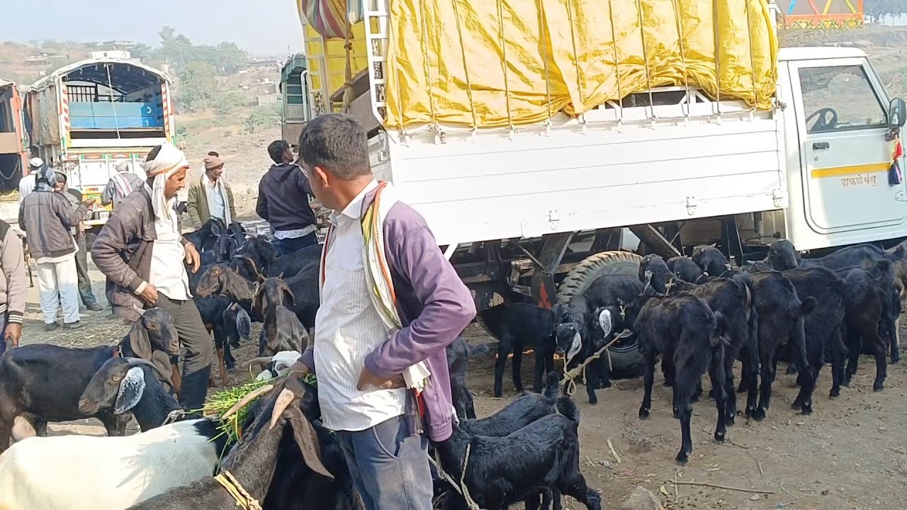 शेळी बाजार शिरूर कासार 